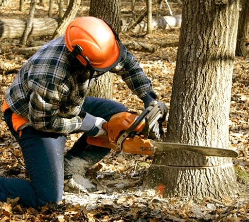 Tree Removal in Adams Run, SC